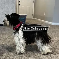 Jewel, a female Miniature Schnauzer for sale in Texhoma, OK – 1 of 10