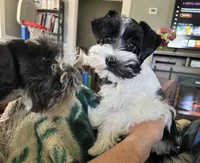 Jewel, a female Miniature Schnauzer for sale in Texhoma, OK – 6 of 10