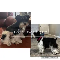 AKC TOY Female Penny, a female Miniature Schnauzer for sale in Texhoma, OK – Photo 3 of 6