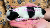 AKC TOY Female Penny, a female Miniature Schnauzer for sale in Texhoma, OK – Photo 2 of 6