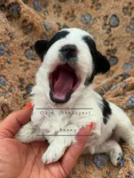 AKC TOY Female Penny, a female Miniature Schnauzer for sale in Texhoma, OK – Photo 4 of 6