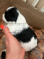 AKC TOY Female Penny, a female Miniature Schnauzer for sale in Texhoma, OK – Photo 5 of 6