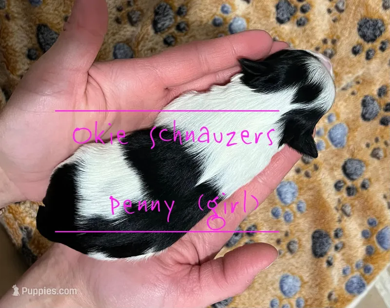 AKC TOY Female Penny