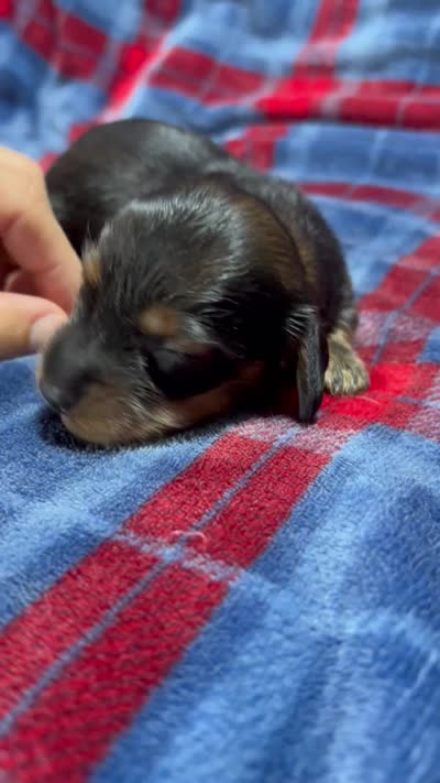 Maverick , a male Dachshund for sale in Jamesport, MO – 2 of 2