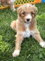 Leo, a male Aussiedoodle for sale in Jamesport, MO – 2 of 2