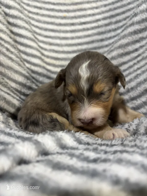 Stetson – Aussiedoodle puppy for sale in Jamesport, MO