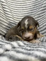Stetson, a male Aussiedoodle for sale in Jamesport, MO – 1 of 4