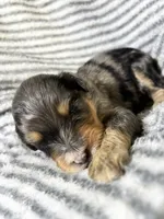 Dolly, a female Aussiedoodle for sale in Jamesport, MO – 4 of 4