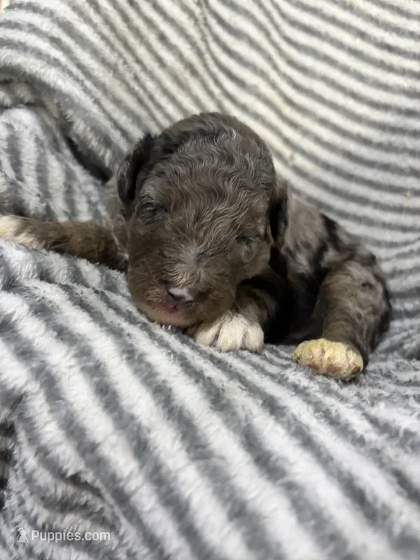 Maverick – Aussiedoodle puppy for sale in Jamesport, MO