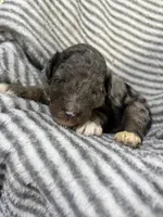 Maverick, a male Aussiedoodle for sale in Jamesport, MO – 1 of 3