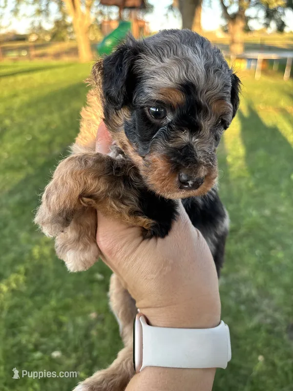 Wrangler  – Aussiedoodle puppy for sale in Jamesport, MO