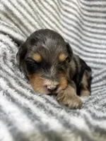Dolly, a female Aussiedoodle for sale in Jamesport, MO – 2 of 4