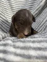 Cash, a male Aussiedoodle for sale in Jamesport, MO – 2 of 3