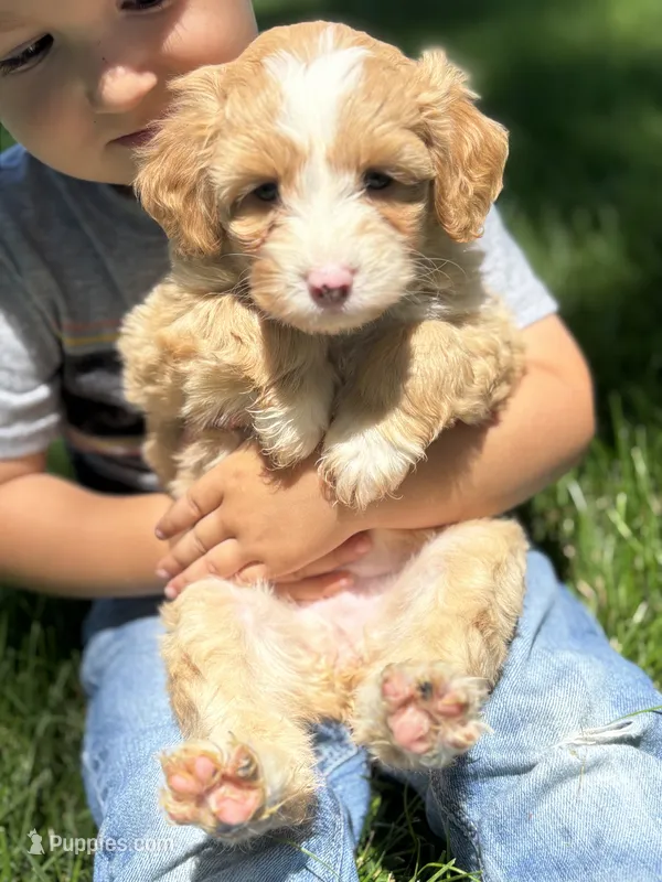 Bodie – Aussiedoodle puppy for sale in Jamesport, MO