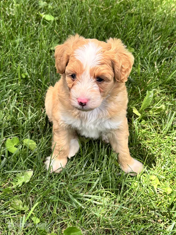 Bodie – Aussiedoodle puppy for sale in Jamesport, MO