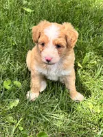 Bodie, a male Aussiedoodle for sale in Jamesport, MO – 1 of 1