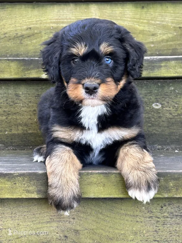 Ryder – Aussiedoodle puppy for sale in Jamesport, MO