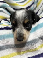 Oreo, a male Miniature Dachshund for sale in Jamesport, MO – 2 of 5