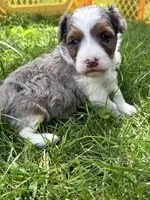 Scout, a male Aussiedoodle for sale in Jamesport, MO – 4 of 5