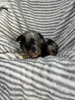 Wrangler , a male Aussiedoodle for sale in Jamesport, MO – 3 of 5
