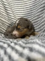 Stetson, a male Aussiedoodle for sale in Jamesport, MO – 2 of 4