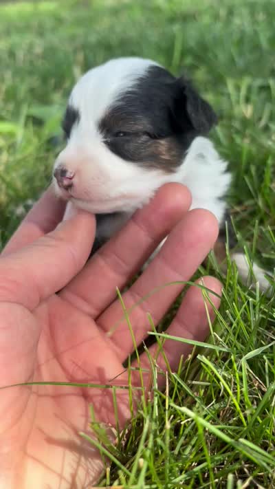 Hazel , a female Miniature Aussiedoodle for sale in Jamesport, MO – 4 of 4