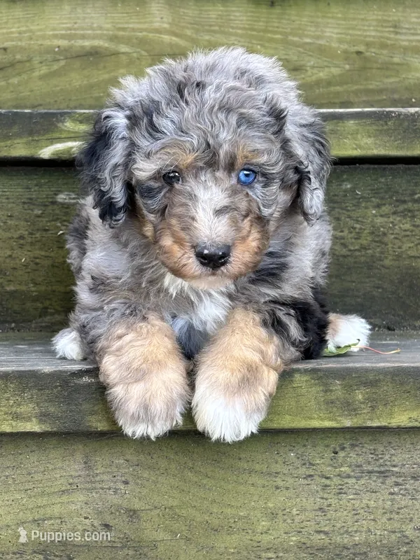 Maverick – Aussiedoodle puppy for sale in Jamesport, MO