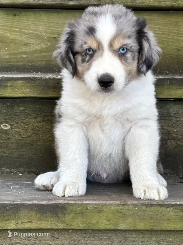 Twix – Miniature Aussiedoodle puppy for sale in Jamesport, MO