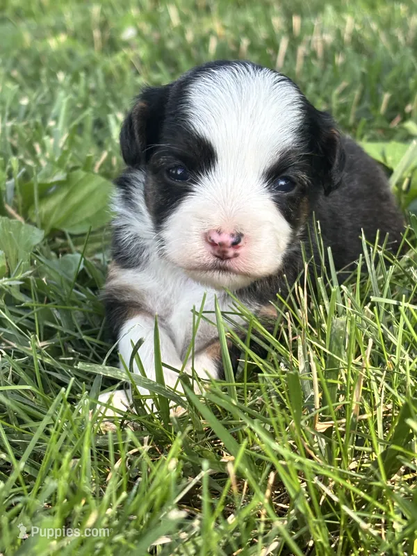 Sadie  – Miniature Aussiedoodle puppy for sale in Jamesport, MO