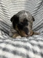 Wrangler , a male Aussiedoodle for sale in Jamesport, MO – 2 of 5