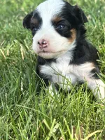 Willow, a female Miniature Aussiedoodle for sale in Jamesport, MO – 4 of 4