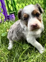 Scout, a male Aussiedoodle for sale in Jamesport, MO – 2 of 5