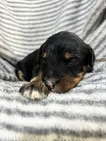 Ryder, a male Aussiedoodle for sale in Jamesport, MO – 2 of 3