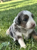 Oakley, a male Miniature Aussiedoodle for sale in Jamesport, MO – 3 of 5
