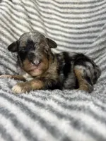 Wrangler , a male Aussiedoodle for sale in Jamesport, MO – 4 of 5