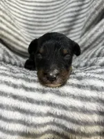 Ranger , a male Aussiedoodle for sale in Jamesport, MO – 3 of 4