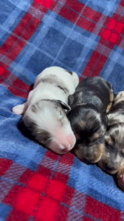 Millie, a female Dachshund for sale in Jamesport, MO – 2 of 2