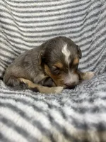 Stetson, a male Aussiedoodle for sale in Jamesport, MO – 3 of 4