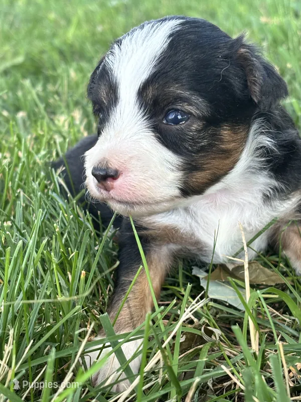 Poppy – Miniature Aussiedoodle puppy for sale in Jamesport, MO