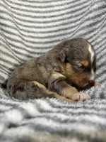 Stetson, a male Aussiedoodle for sale in Jamesport, MO – 4 of 4