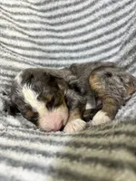 Jolene, a female Aussiedoodle for sale in Jamesport, MO – 4 of 4