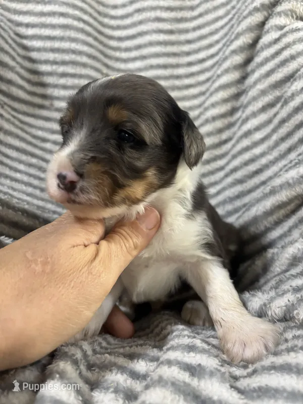 Hershey  – Miniature Aussiedoodle puppy for sale in Jamesport, MO