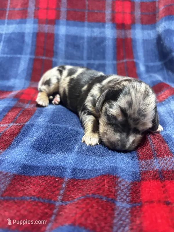 Winnie – Dachshund puppy for sale in Jamesport, MO