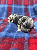 Winnie, a female Dachshund for sale in Jamesport, MO – 1 of 2