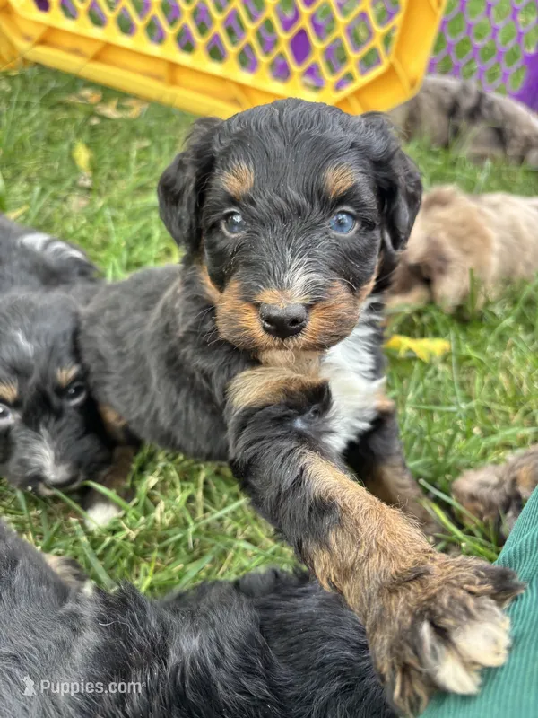 Ranger  – Aussiedoodle puppy for sale in Jamesport, MO