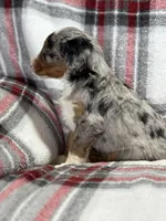 Milo, a male Aussiedoodle for sale in Jamesport, MO – Photo 2 of 2