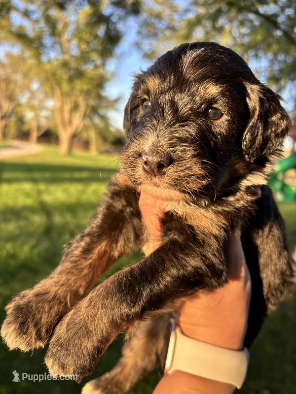 Colt – Aussiedoodle puppy for sale in Jamesport, MO