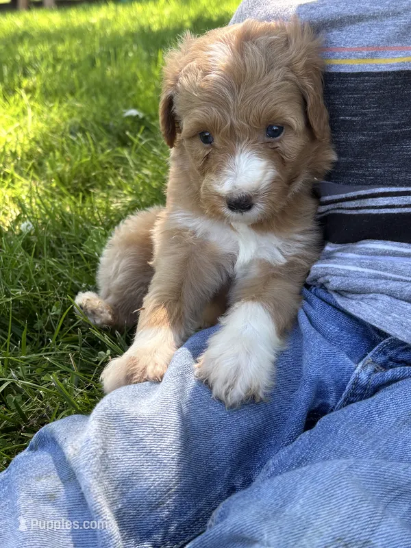 Leo – Aussiedoodle puppy for sale in Jamesport, MO