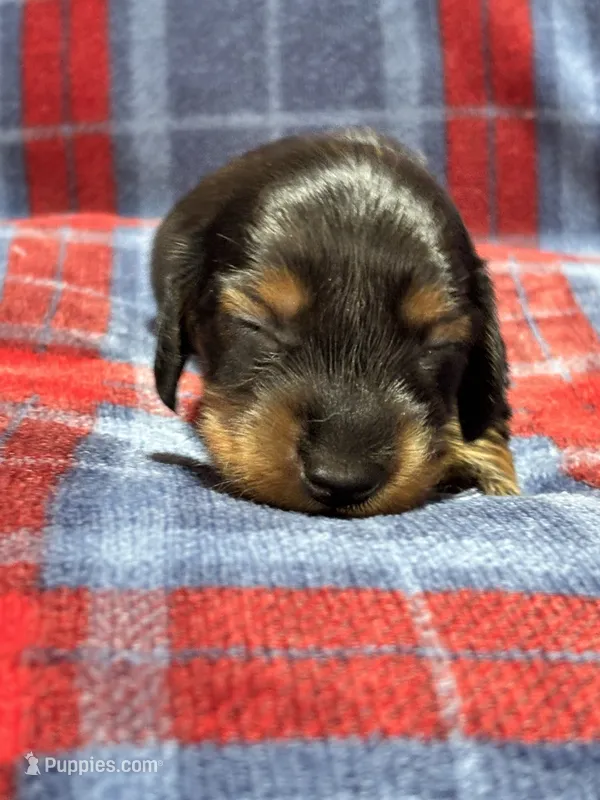 Maverick  – Dachshund puppy for sale in Jamesport, MO
