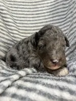 Maverick, a male Aussiedoodle for sale in Jamesport, MO – 3 of 3